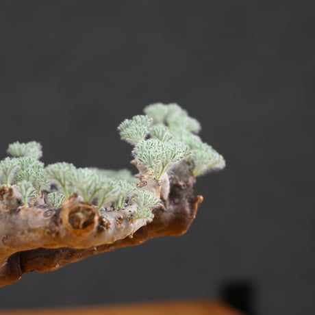 Monsonia multifida  (Sarcocaulon multifidum) / モンソニア ムルチフィダ (サルコカウロン ムルチフィズム) 【発根済】  + 信楽焼