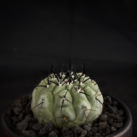 【Premium Line】Copiapoa cinerea / コピアポア シネレア 黒王丸 【実生】+ 万山鉢