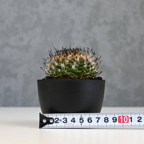 Turbinicarpus alonsoi / ツルビニカルプス アロンソイ 【実生】