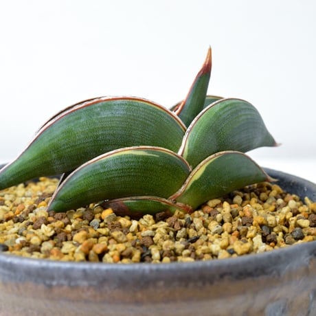 【PL】Sansevieria rorida / サンセベリア ロリダ 微斑入り + 信楽焼 (発根済) (サンスベリア)