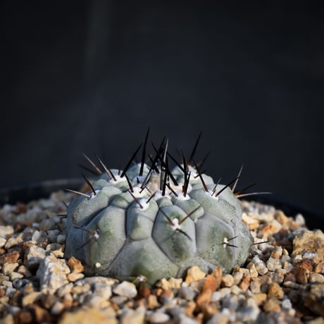 Copiapoa cinerea / コピアポア シネレア 黒王丸 【実生】