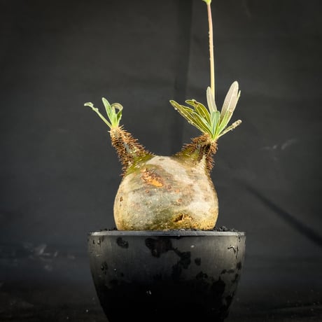 【選抜】 Pachypodium rosulatum var. gracilius / パキポディウム グラキリス 【微発根】