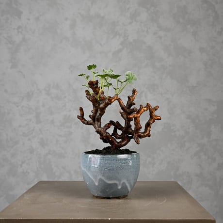 Pelargonium mirabile / ペラルゴニウム ミラビレ 【枝挿】 + 信楽焼