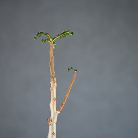 Boswellia nana / ボスウェリア ナナ 【発根済】