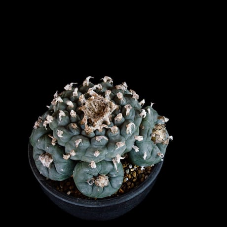 Lophophora fricii / ロフォフォラ 銀冠玉 (実生)