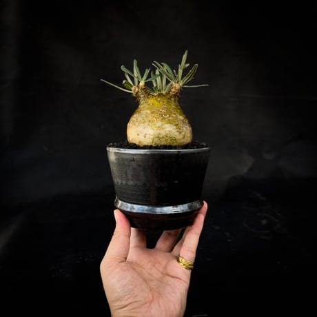 【Premium Line】 Pachypodium rosulatum var. gracilius / パキポディウム グラキリス 【微発根】+  MANGAN