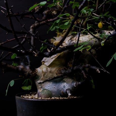 【PL】Commiphora kataf ver. turkanensis / コミフォラ カタフ ターカネンシス + 信楽焼 (微発根)