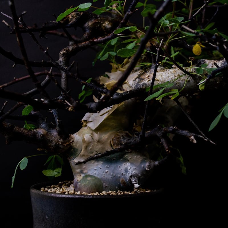 PL】Commiphora kataf ver. turkanensis / コミフォラ カ PL】Commiphora kataf ver. turkanensis / コミフォラ カ