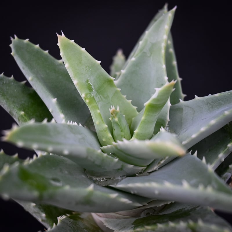 Premium Line】 Aloe pillansii / アロエ ピランシー【発根済】 Premium Line】 Aloe pillansii / アロエ ピランシー【発根済】