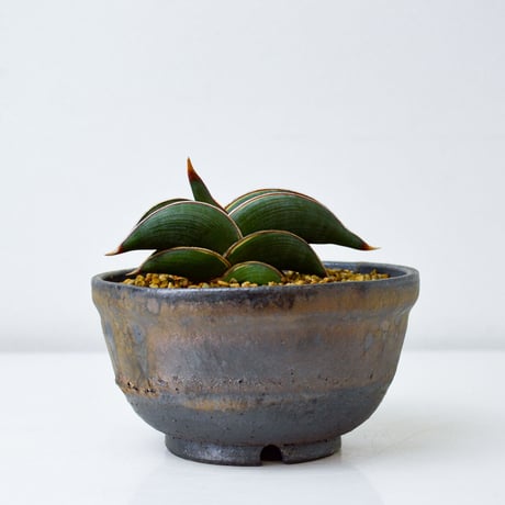 【PL】Sansevieria rorida / サンセベリア ロリダ 微斑入り + 信楽焼 (発根済) (サンスベリア)