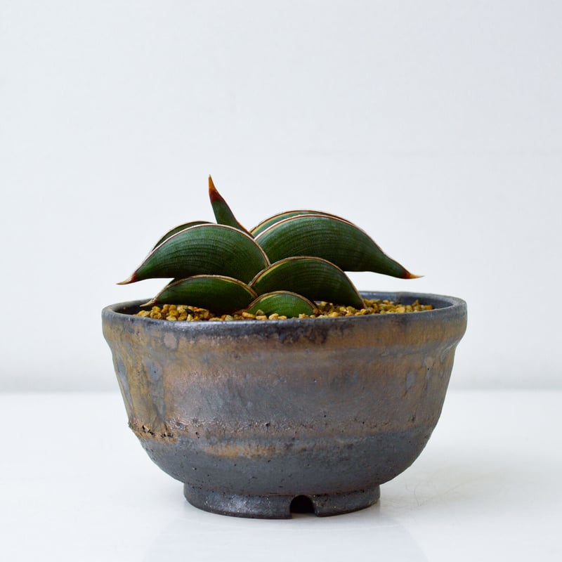 サンスベリア ロリダ 斑入り 佳*利様 S7354☆オークション販売