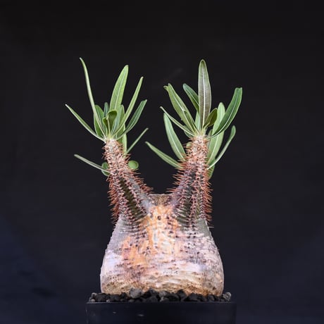 Pachypodium rosulatum var. gracilius / パキポディウム グラキリウス (グラキリス)【微発根】