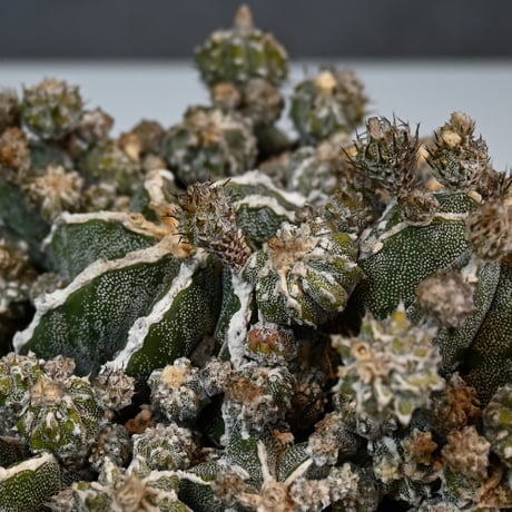 Astrophytum myriostigma f. monstrosa / アストロフィツム 子吹き鸞鳳玉 石化 (モンストローサ) (ランポー)【実生】 + 信楽焼