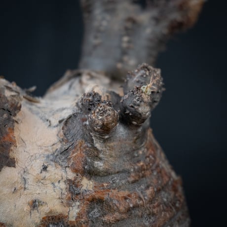 【Premium Line】 Pachypodium rosulatum var. gracilius / パキポディウム グラキリス 【微発根】 + Pleasure 【Wild Heaven】