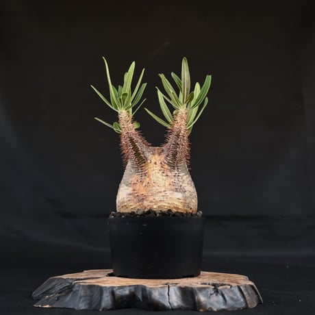 Pachypodium rosulatum var. gracilius / パキポディウム グラキリウス (グラキリス)【微発根】