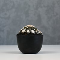 Copiapoa tenuissima / コピアポア テヌイシマ 【実生】