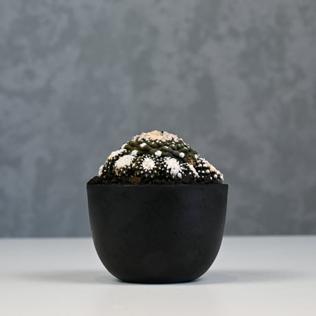 Copiapoa tenuissima / コピアポア テヌイシマ 【実生】