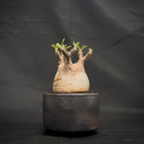 【Premium Line】 Pachypodium rosulatum var. gracilius / パキポディウム グラキリス 【微発根】+ 信楽焼