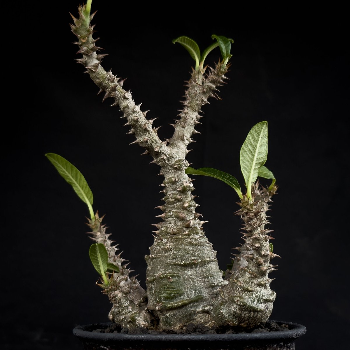 Pachypodium windsorii(B) 輸入種子20粒 塊根植物
