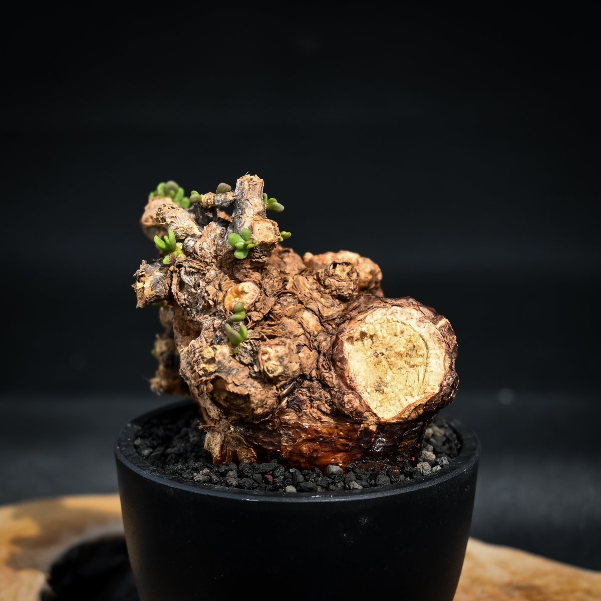 発根済　かなり丸葉　ケラリア　ピグマエア　現地球　グラキリス　ミラビレ 発根済】【現地球】ケラリア ピグマエア - メルカリ