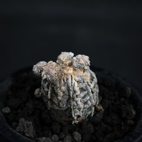 Astrophytum myriostigma f. monstrosa / アストロフィツム 子吹き鸞鳳玉 石化 (モンストローサ) (ランポー)【カキ仔】【自根】