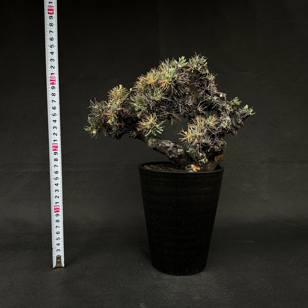 ひまいつオトンナ　ユーフォルビオイデス　中株　現地球 ひまいつオトンナ ユーフォルビオイデス 中株 現地球 オトンナ