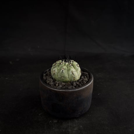 【Premium Line】Copiapoa cinerea / コピアポア シネレア 黒王丸 【実生】+ 万山鉢