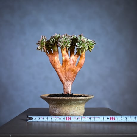 Aeonium arboreum f. variegated 'Pink Witch' f. cristata / アエオニウム 錦 'ピンクウィッチ' クリスタータ (綴化) 【自根】+ 信楽焼鉢