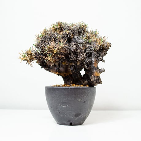 Othonna euphorbioides / オトンナ ユーフォルビオイデス (微発根)