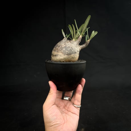 Pachypodium rosulatum var. gracilius / パキポディウム グラキリス 【微発根】