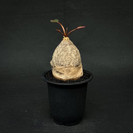 Euphorbia sp. / ユーフォルビア sp. 【発根済】