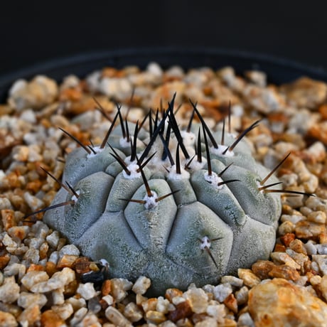 Copiapoa cinerea / コピアポア シネレア 黒王丸 【実生】