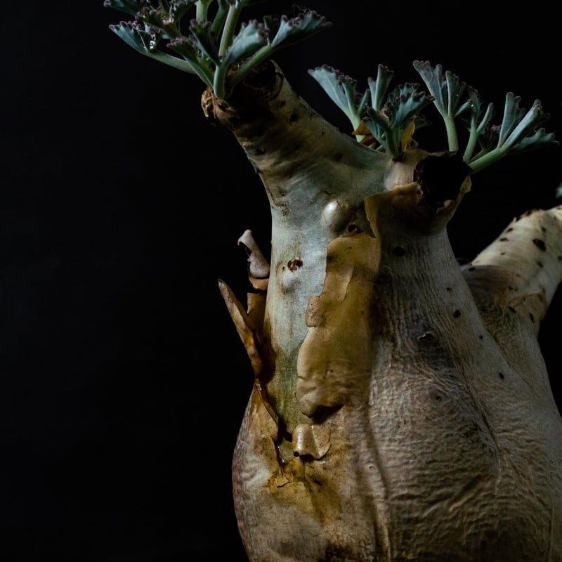 Cyphostemma betiforme Somalia / キフォステンマ ベティフォルメ Cyphostemma betiforme Somalia / キフォステンマ ベティフォルメ