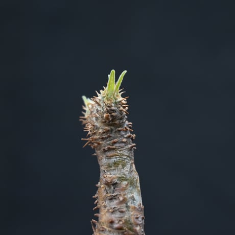 【Premium Line】 Pachypodium rosulatum var. gracilius / パキポディウム グラキリス 【発根済】 + Vintage 【後藤 瑞葉】