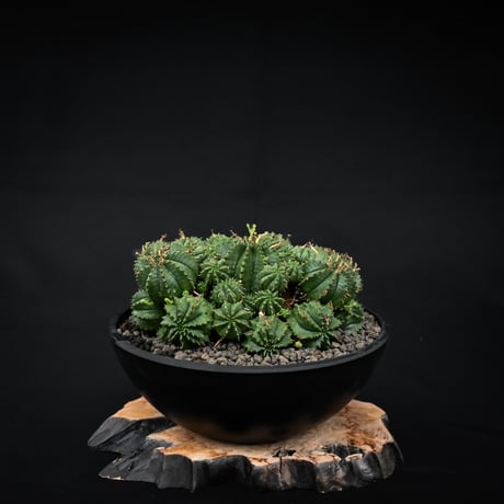 Euphorbia valida / ユーフォルビア バリダ 【発根済】【雌株】