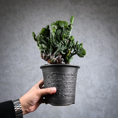 Euphorbia enopla f. monstruosa  / ユーフォルビア エノプラ 綴化 【実生】 + 信楽焼