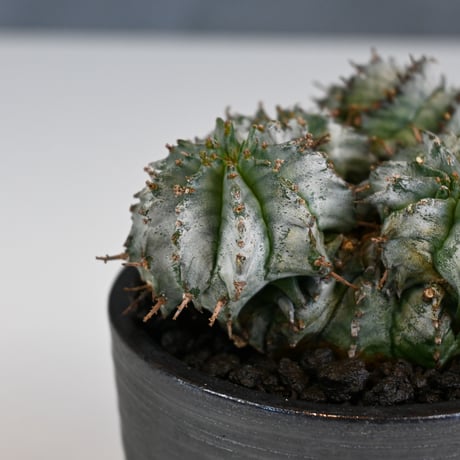 Euphorbia horrida f. monstrosa cristata / ユーフォルビア ホリダ 石化 綴化 (クリスタータ)【実生】+ 信楽焼