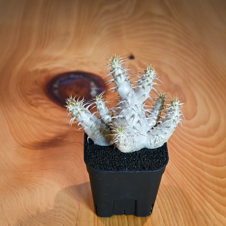 Pachypodium makayense  / パキポディウム マカイエンセ 【微発根】