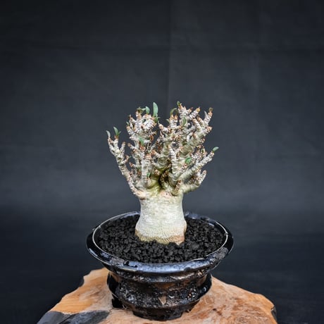 【Premium Line】 Adenium arabicum / アデニウム アラビカム 【微発根】 + TENKUu 【Wild Heaven】