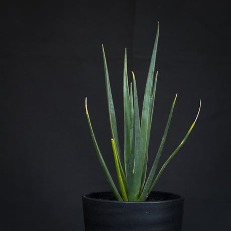 Dracaena cinnabari / ドラセナ シナバリ 【発根済】