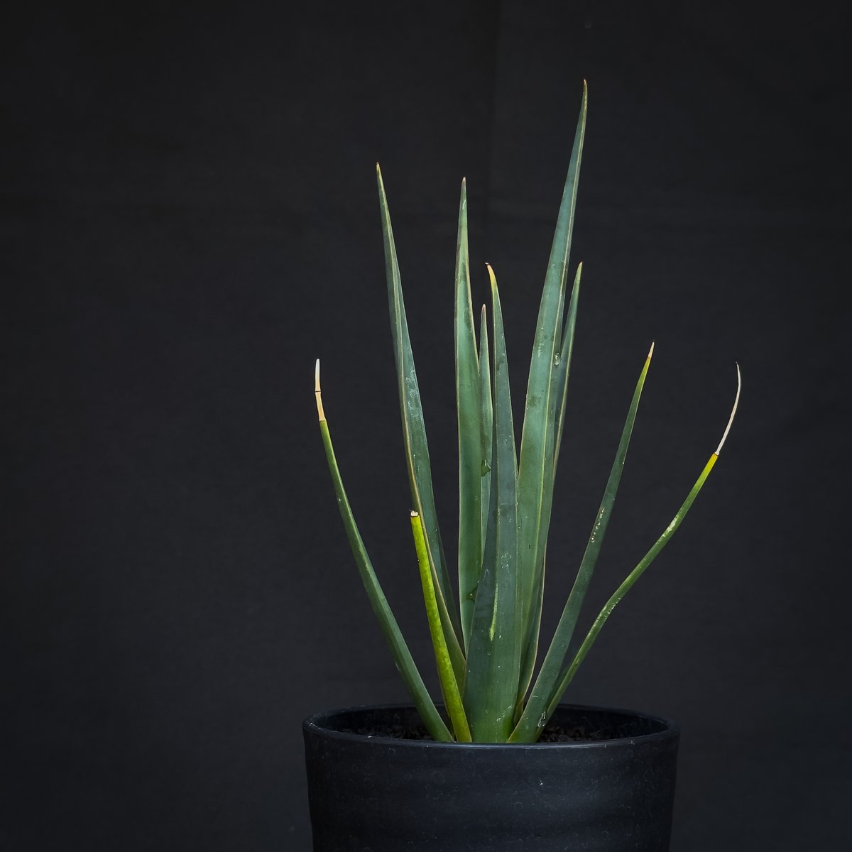 Dracaena cinnabari / ドラセナ シナバリ 【発根済】 | GREEN MO