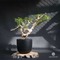Commiphora sp. somalia eyl / コミフォラ エイル (微発根)