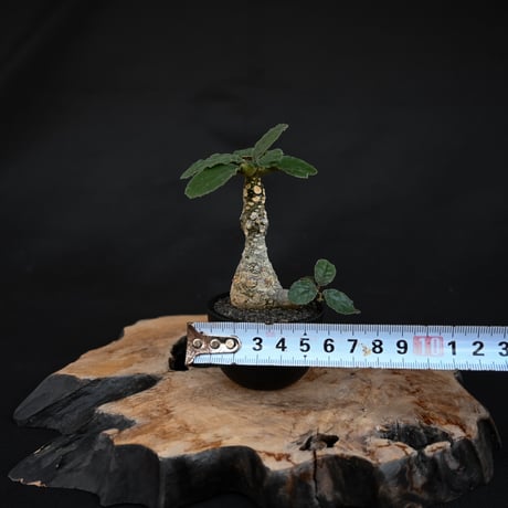 Dorstenia foetida / ドルステニア フォエチダ 【発根済】