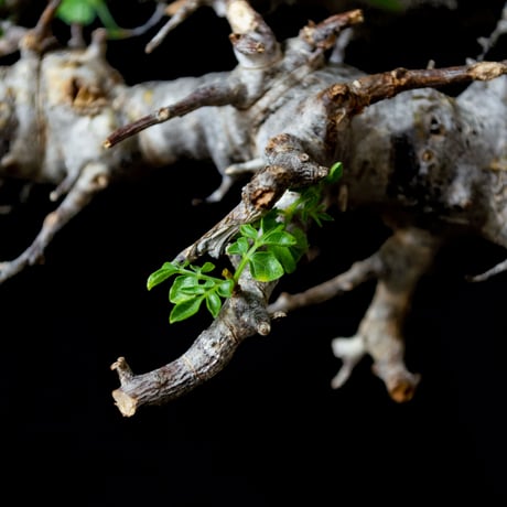 Commiphora sp. somalia eyl / コミフォラ エイル (微発根)
