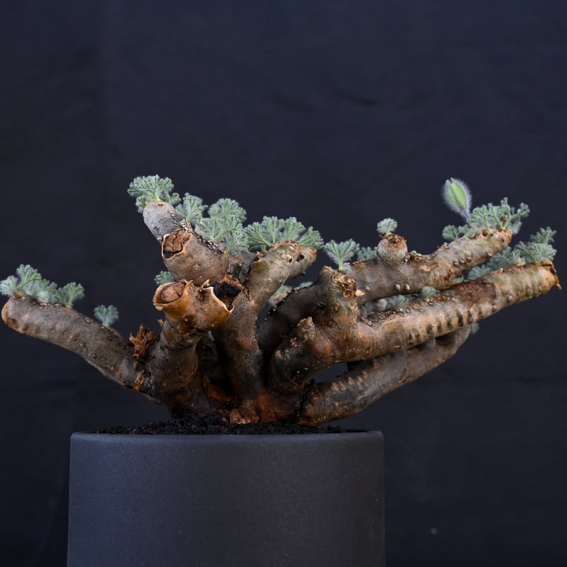 Premium Line】 Monsonia multifida (Sarcocaulon Premium Line】 Monsonia multifida (Sarcocaulon