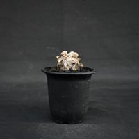 Astrophytum myriostigma f. monstrosa / アストロフィツム 子吹き鸞鳳玉 石化 (モンストローサ) (ランポー)【カキ仔】【自根】