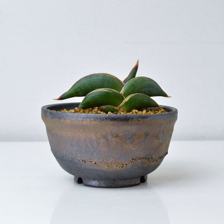 【PL】Sansevieria rorida / サンセベリア ロリダ 微斑入り + 信楽焼 (発根済) (サンスベリア)