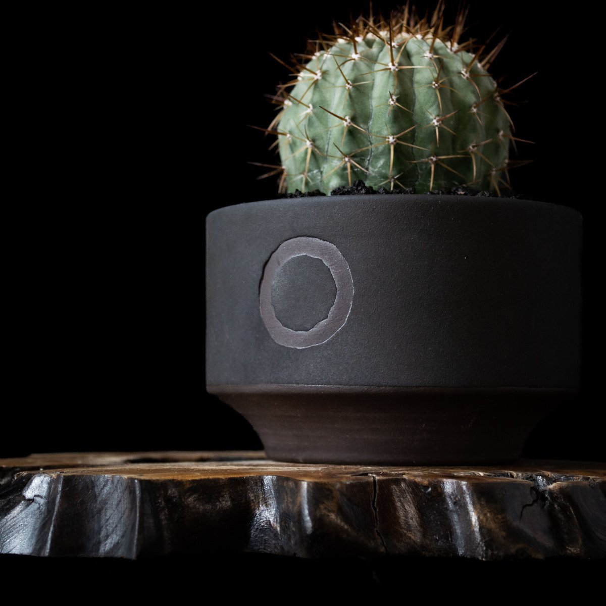 EMP コピアポア メガリザ エキナータ 実生 / CT782 EMP コピアポア メガリザ エキナータ 実生 / CT782