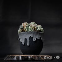 Lophophora williamsii var. cristate / ロフォフォラ ウィリアムシー 鳥羽玉 綴化 【実根】+ 灰黒垂れ