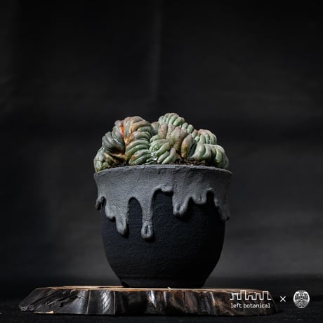 Lophophora williamsii var. cristate / ロフォフォラ ウィリアムシー 鳥羽玉 綴化 【実根】+ 灰黒垂れ